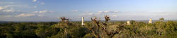 1710-Tikal Panoramic